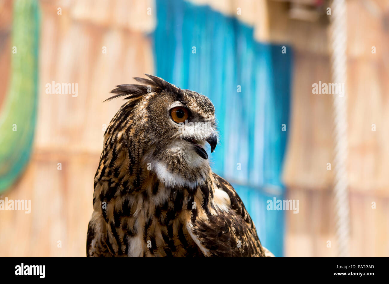 Eurasian Eagle-Owl featured in the Wildlife Show at the Texas State Aquarium in Corpus Christi, Texas USA. Stock Photo