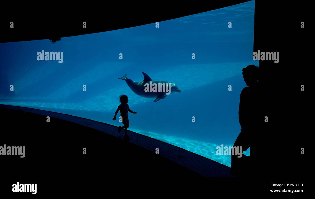 A little girl chases a dolphin in the underwater portion of the exhibit at the Texas State Aquarium in Corpus Christi, Texas USA. Stock Photo