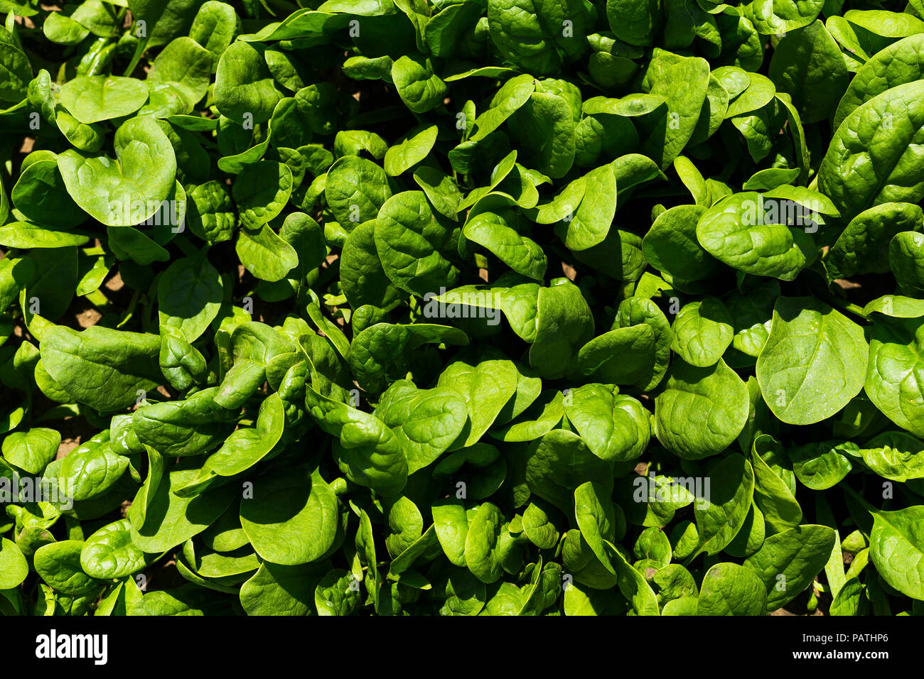 Baby leaf spinach hi-res stock photography and images - Alamy