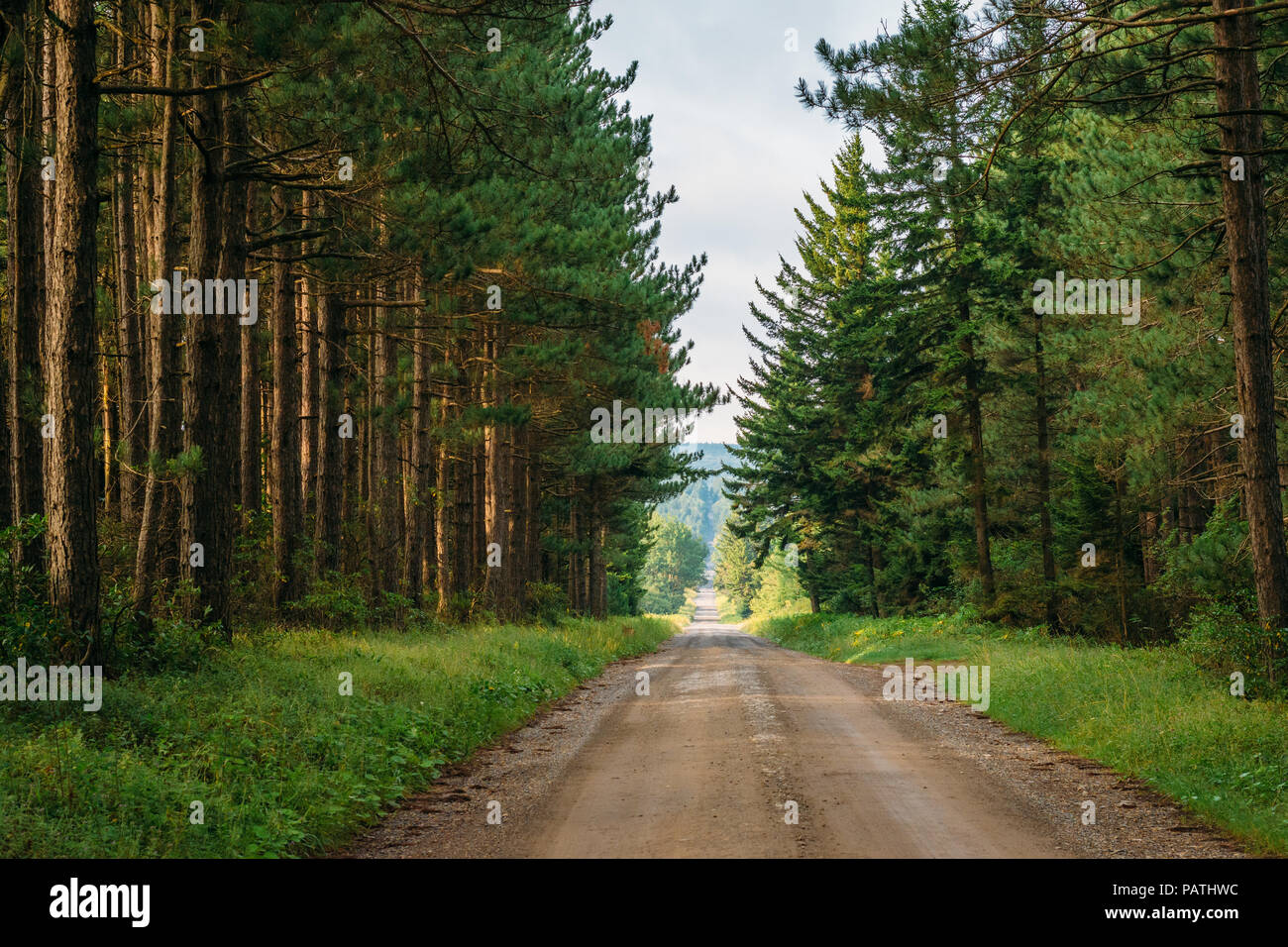 A dirt road and pine trees in Dolly Sods Wilderness, Monongahela