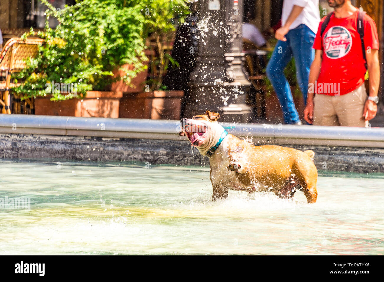 A dog plays in the Stravinsky Fountain, next to the Centre Pompidou