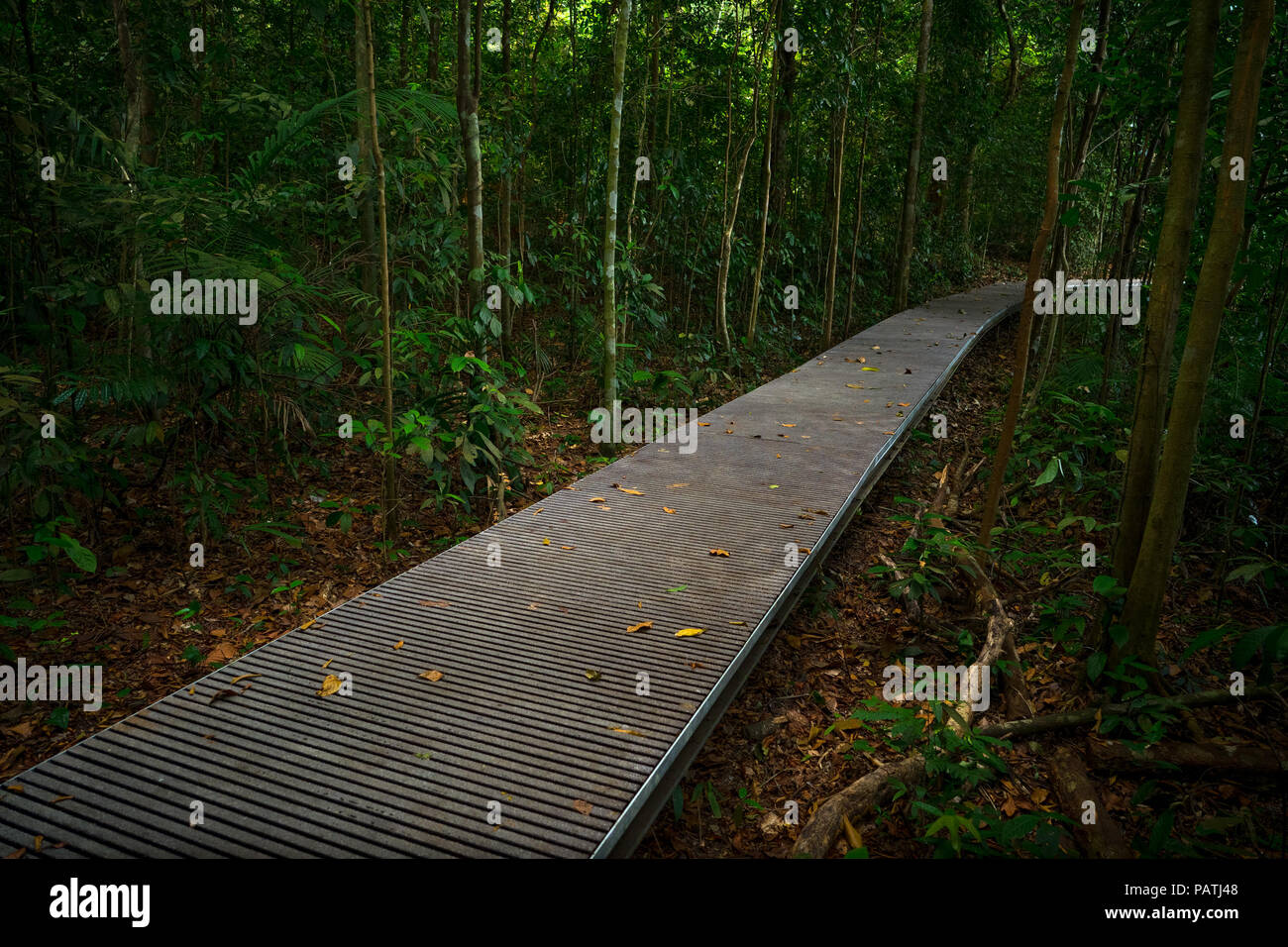Manmade walkway  cutting through Singapore's Macritchie Reservoir Park. Stock Photo