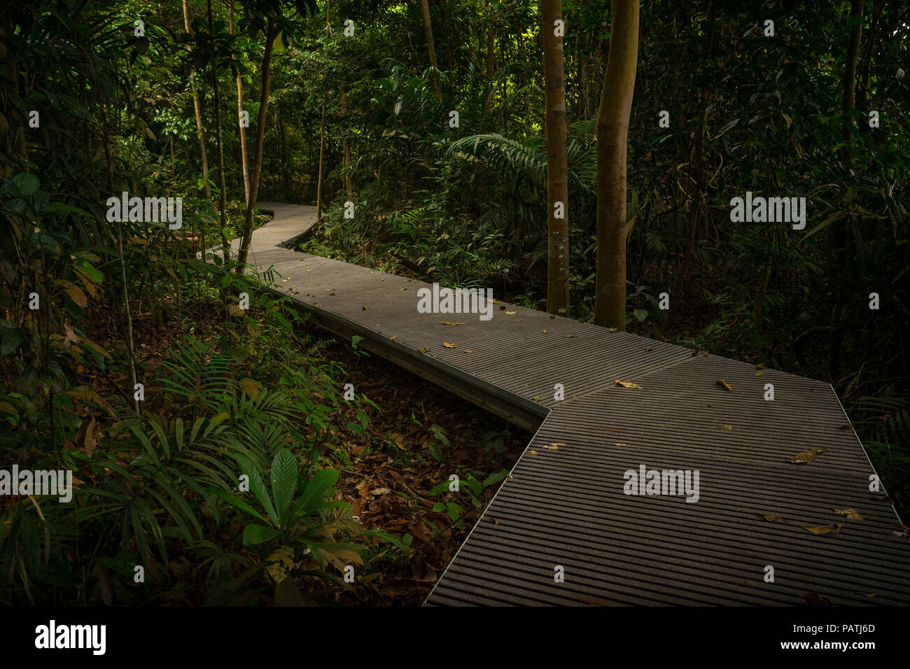 Elevated manmade pathway through the jungle surrounding Macritchie Reservoir, Singapore Stock Photo