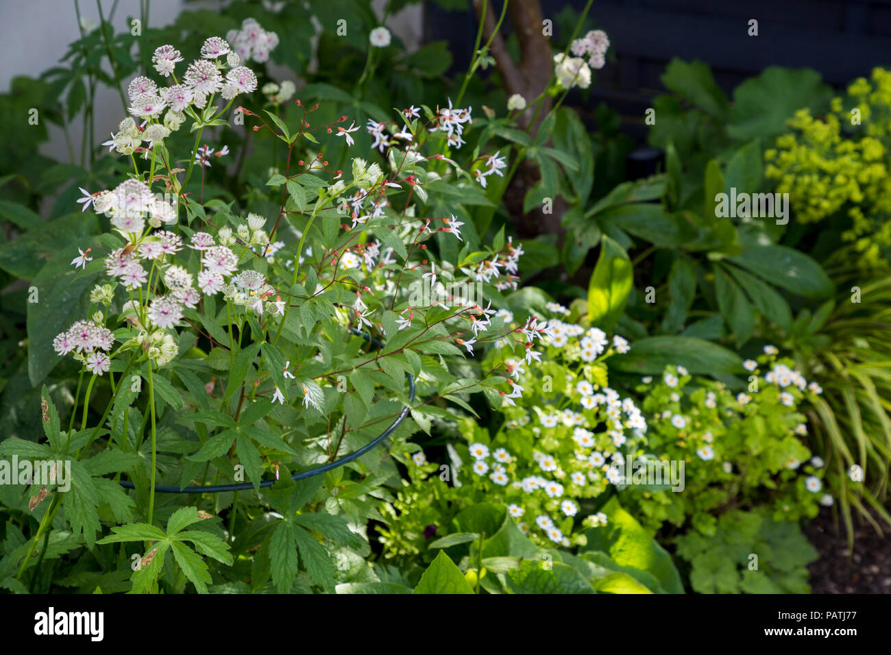 Planting combination of Astrantia major, Tanacetum parthenium and Gillenia trifoliata Stock Photo