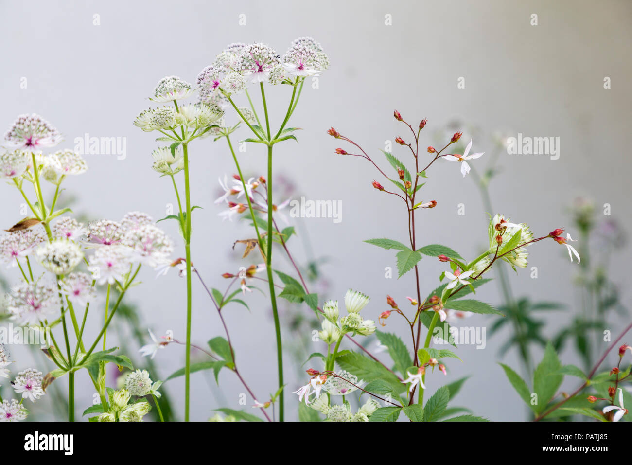 Planting combination of Astrantia major and Gillenia trifoliata Stock Photo