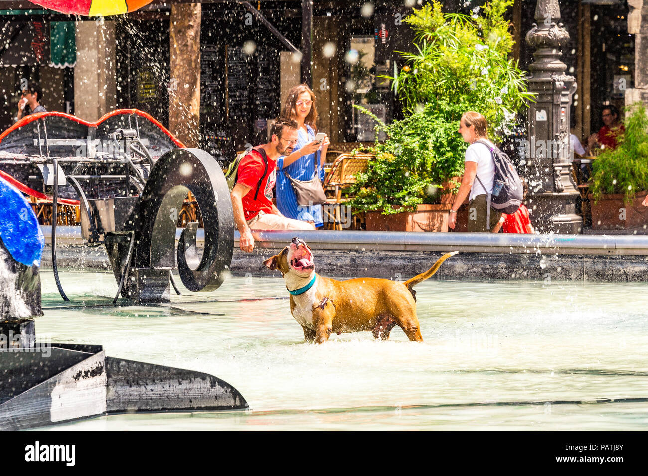 A dog plays in the Stravinsky Fountain, next to the Centre Pompidou