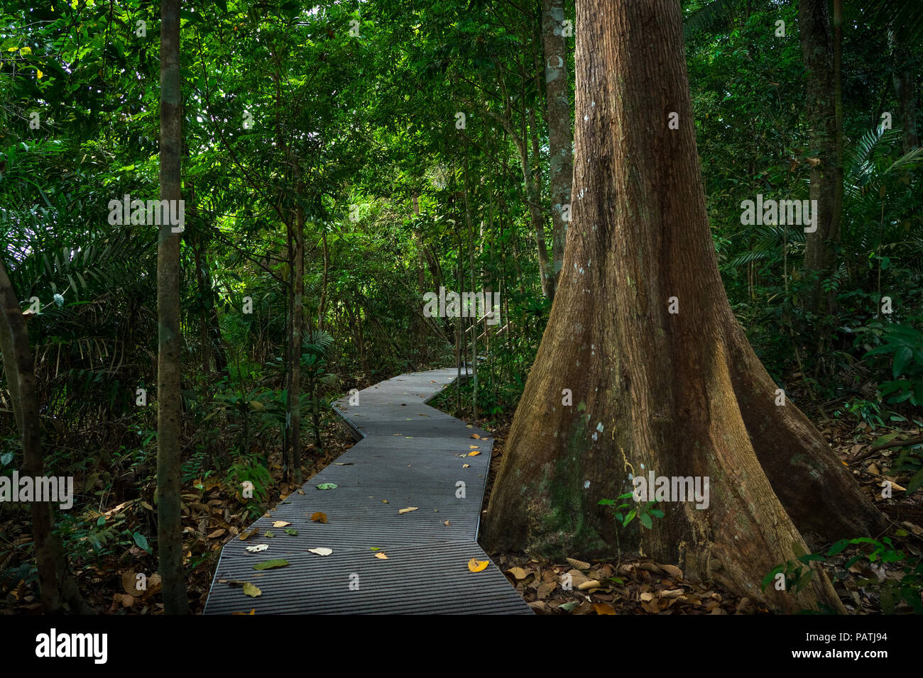 Macritchie Nature trail has elevated, manmade platforms that cross paths with giant jungle trees like this one - Singapore Stock Photo