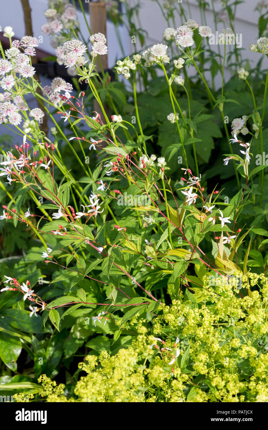 Planting combination of Astrantia major, Alchemilla mollis and Gillenia trifoliata Stock Photo