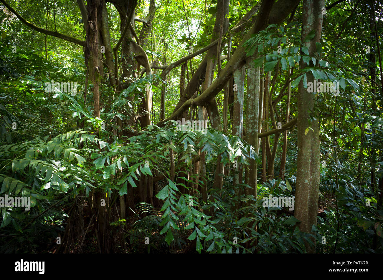 Hanging roots create intricate patterns in the jungle canopy of Sungei Buloh Nature Reserve, Singapore Stock Photo