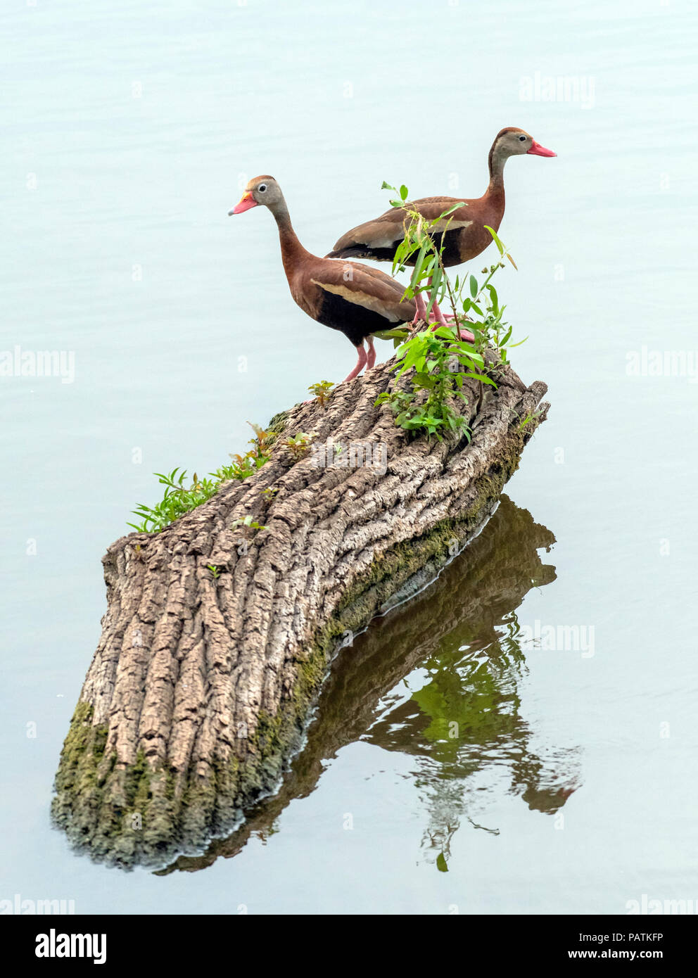 A pair of black-bellied whistling ducks, Dendrocygna autumnalis, which do not usually frequent northwest Louisiana, have made an exception in Bossier  Stock Photo