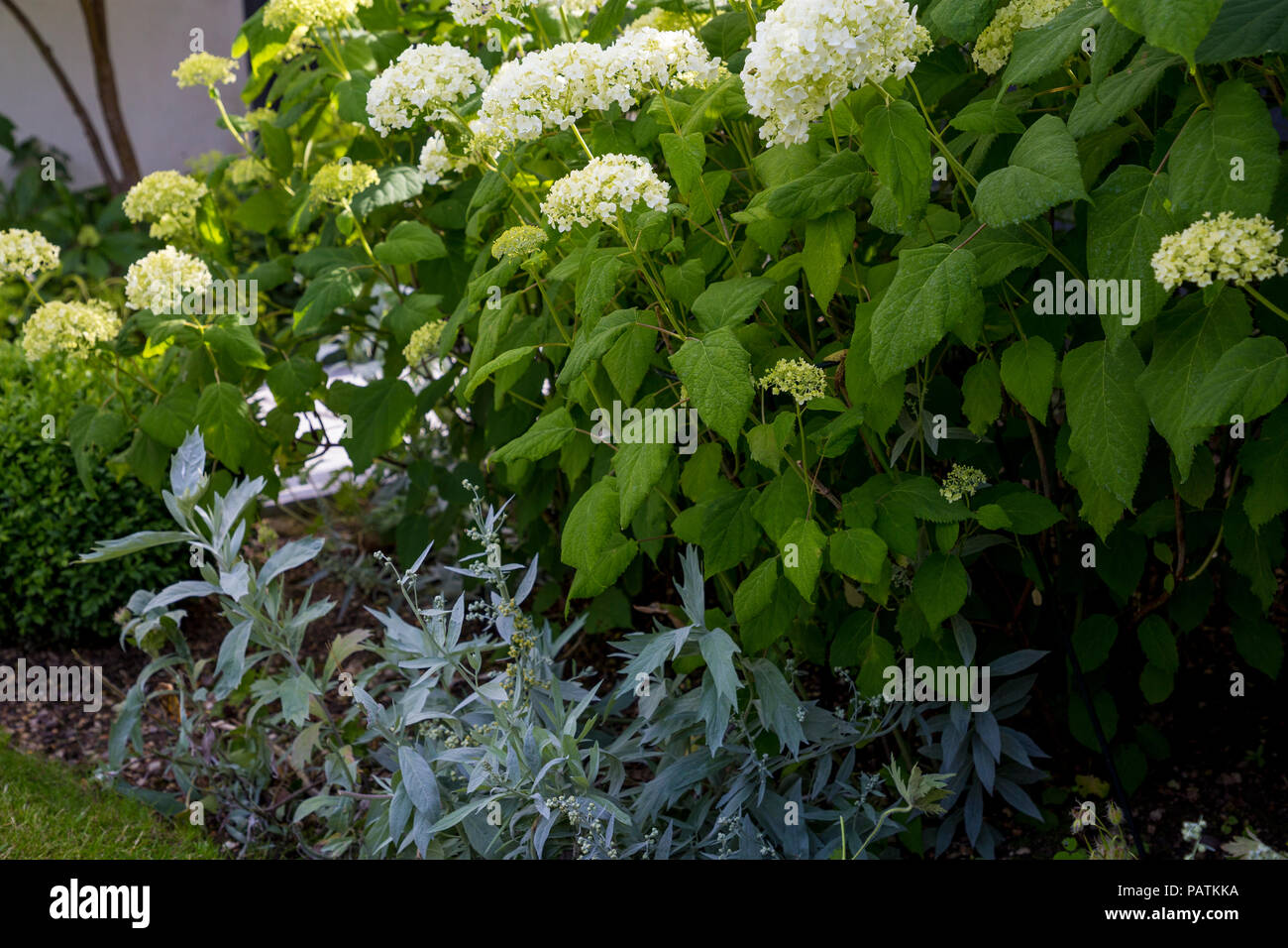 Hydrangea arborescens 'Annabelle' underplanted with Artemisia ludoviciana 'Valerie Finnis' Stock Photo