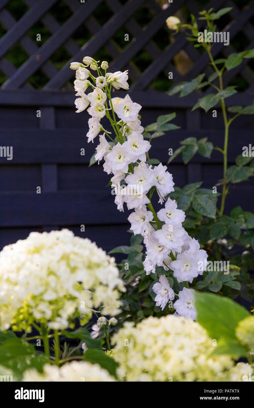 Hydrangea arborescens 'Annabelle' with Delphinium 'Snow White' Belladonna Group Stock Photo