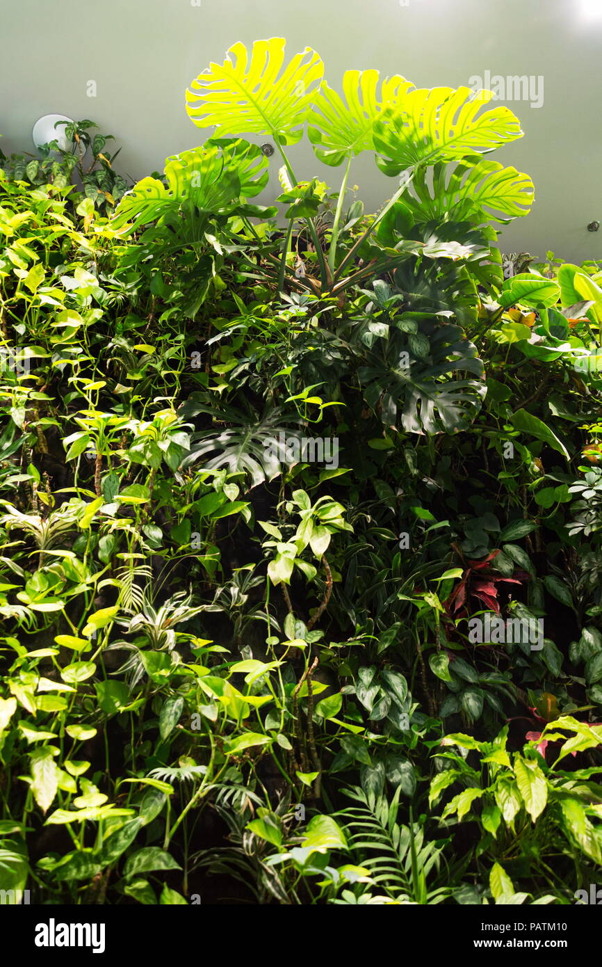Vertical garden wall indoors hi-res stock photography and images - Alamy