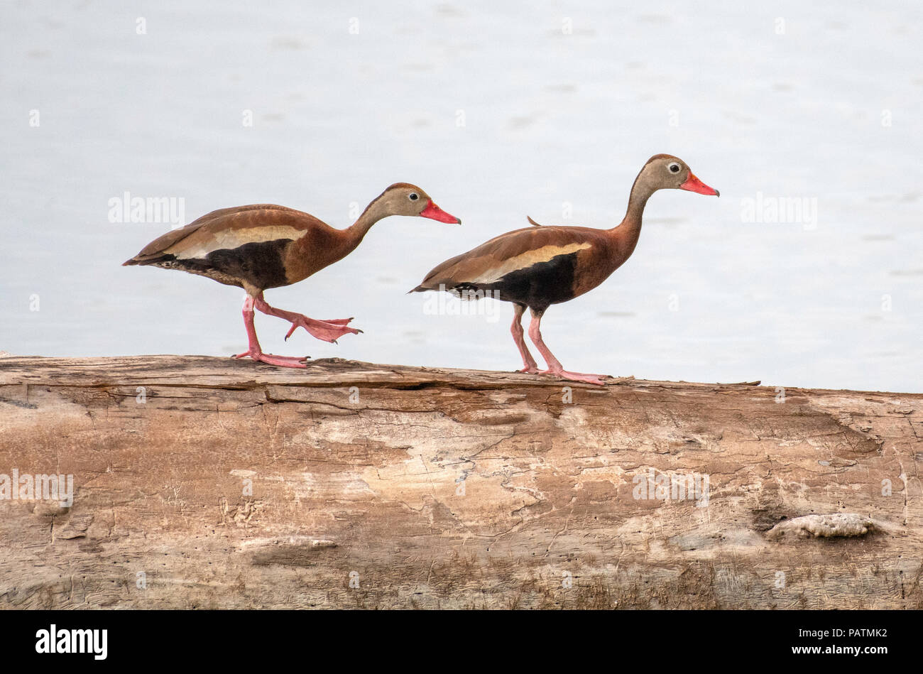 A pair of black-bellied whistling ducks, Dendrocygna autumnalis, which do not usually frequent northwest Louisiana, have made an exception in Bossier  Stock Photo