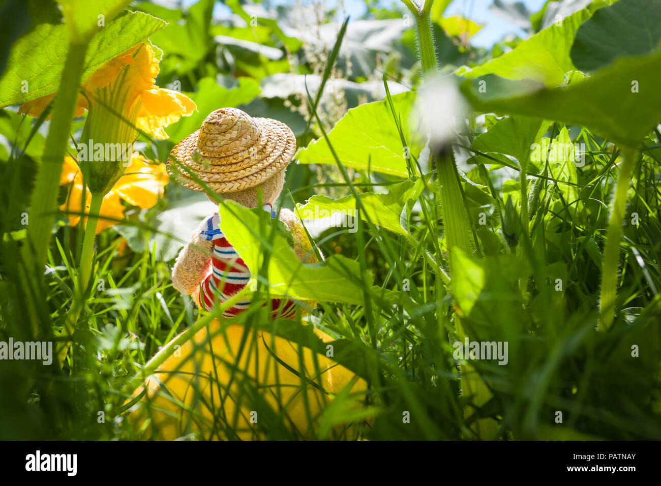 Rear view of cute dreamy little teddy bear, sitting with sailor suit and sun hat at top of pumpkin in summery big garden jungle between tall plants Stock Photo