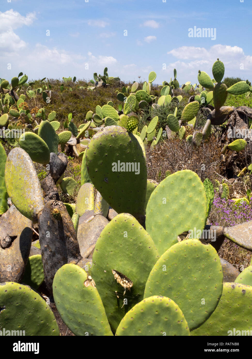 Cacti at Vendicari Nature Reserve outside of Noto, Sicily. Stock Photo