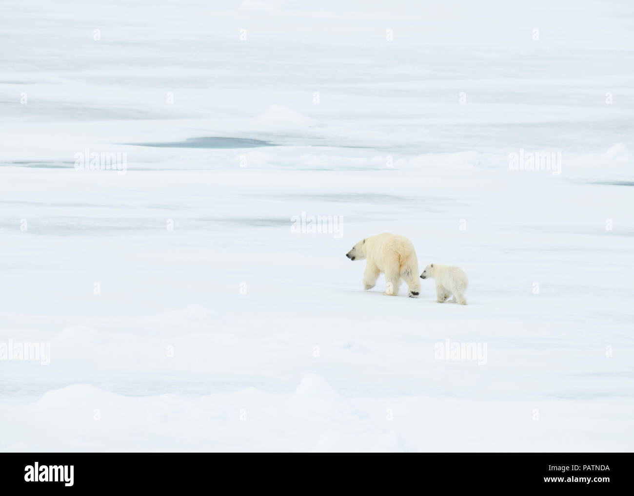 Polar bear walking in an arctic. Stock Photo