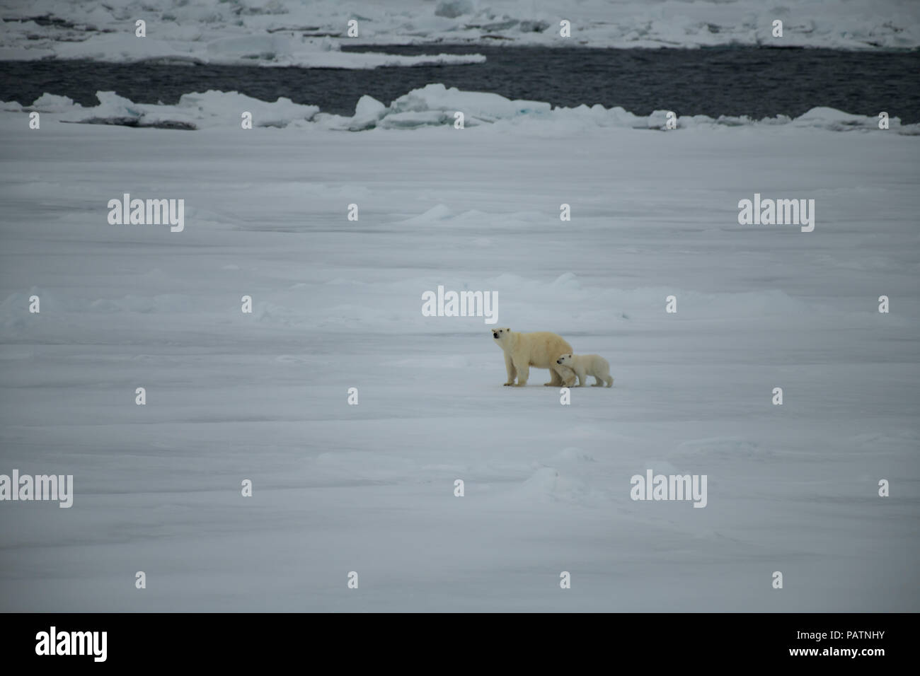 Polar bear walking in an arctic. Stock Photo