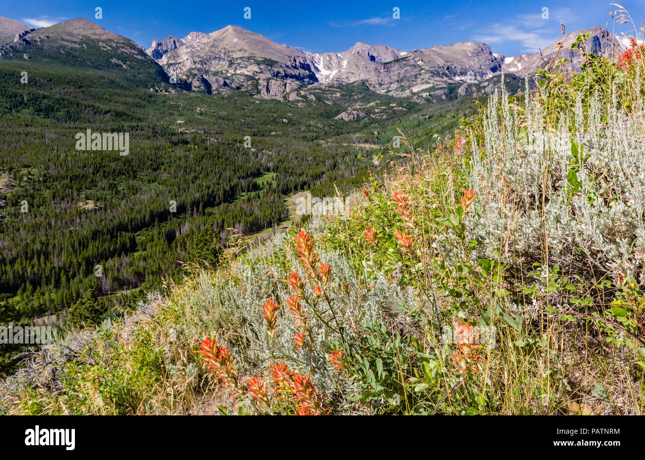 Indian Paintbrush wildflowers line the steep mountainside on Bierstadt Moraine, overlooking the Continental Divide in Rocky Mountain National Park, Co Stock Photo