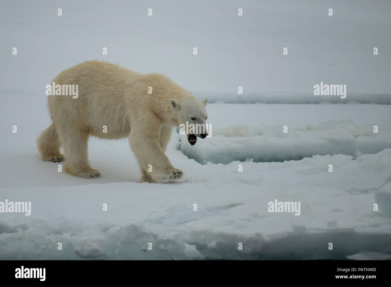 Polar bear walking in an arctic. Stock Photo