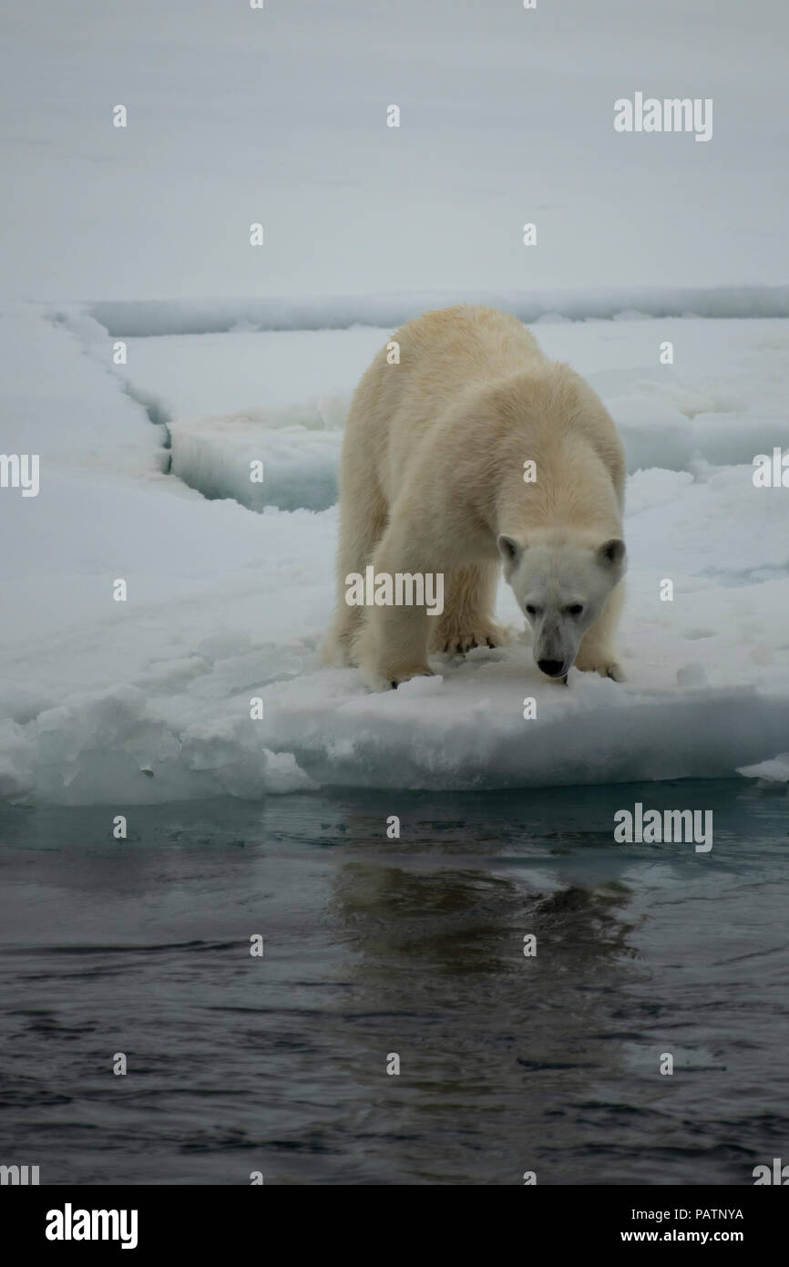 Polar bear walking in an arctic. Stock Photo