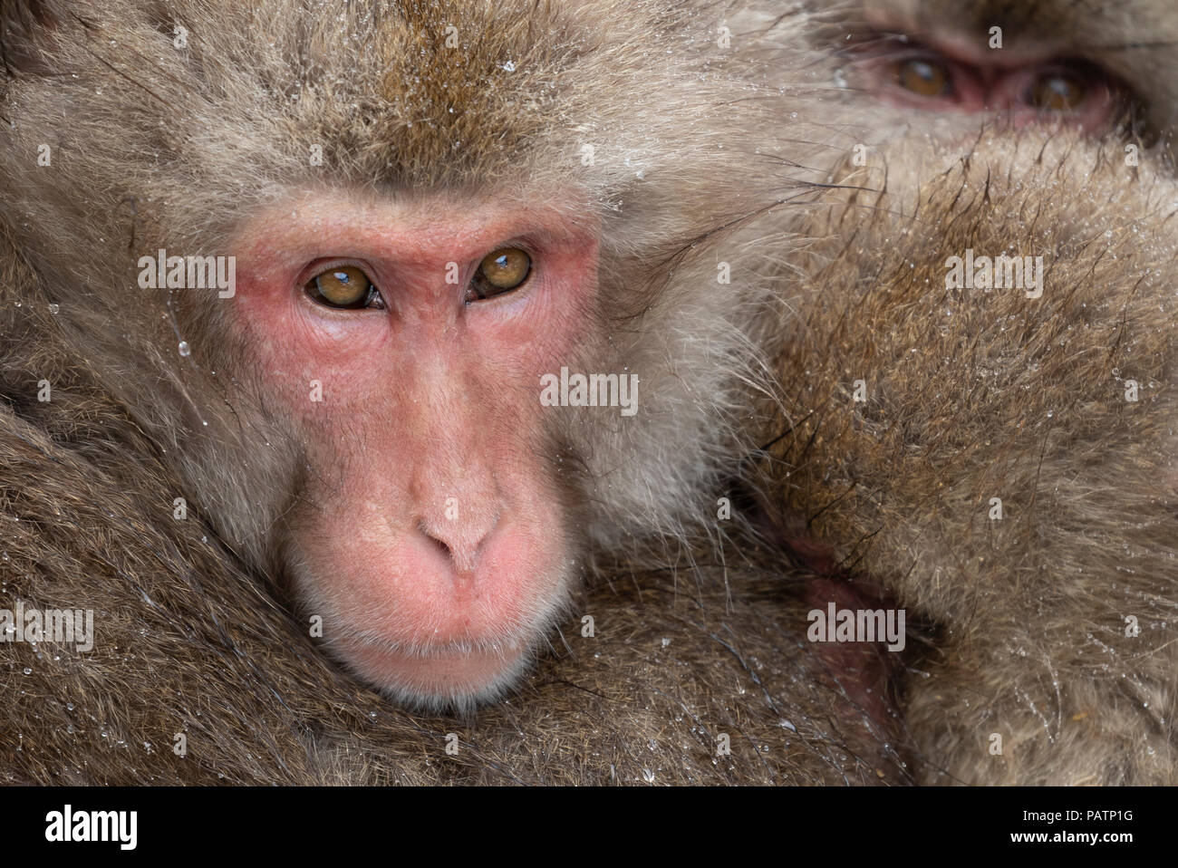 Albino Macaque Monkey Close-up. Beautiful Eyes Of An Animal. Stock Photo,  Picture and Royalty Free Image. Image 201992791.