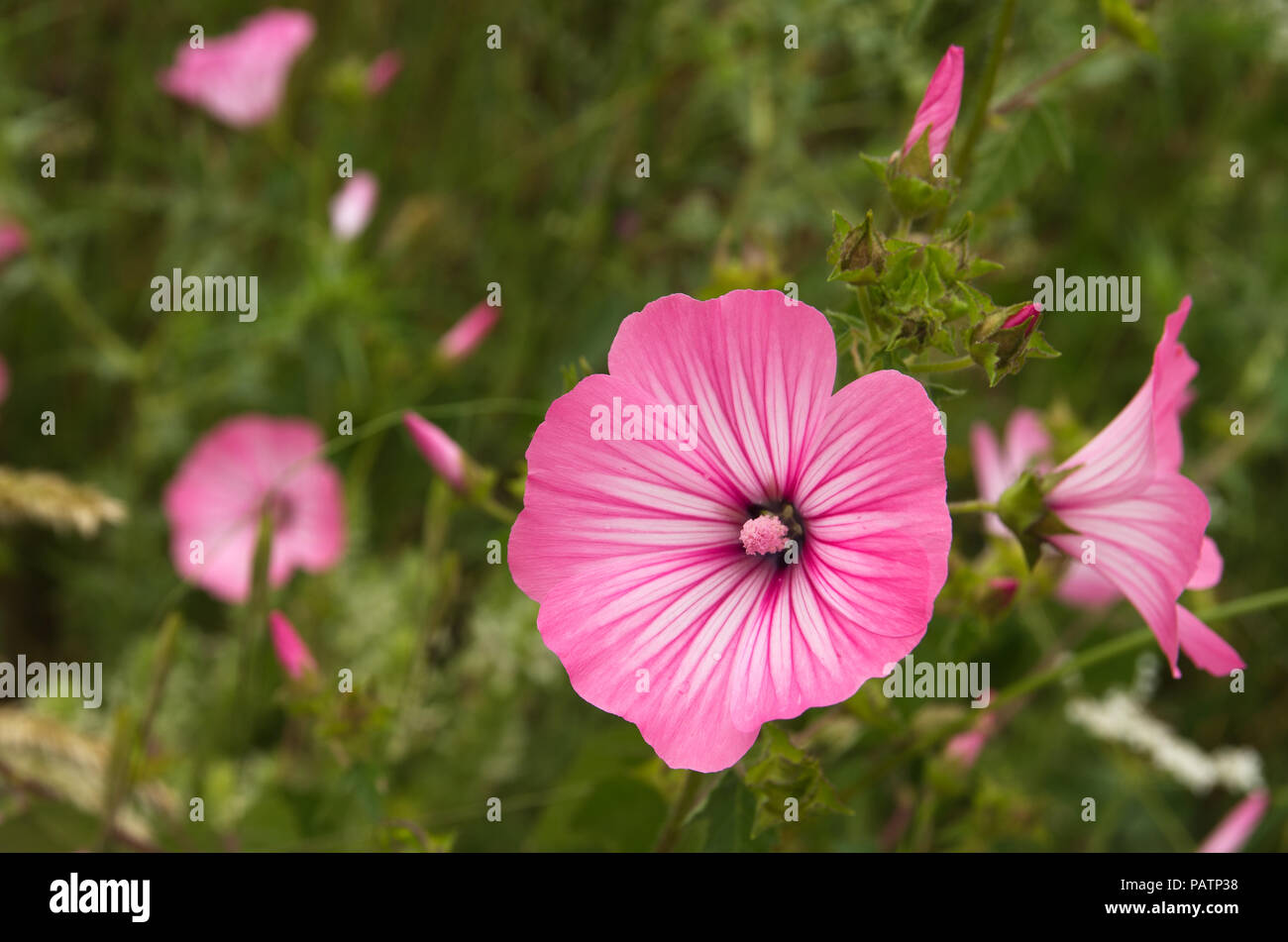 Annual mallow, rose mallow or royal mallow (Lavatera trimestris) bright rose flowers. A wild plant of Malvaceae family. Arrabida Nature Park, Portugal Stock Photo