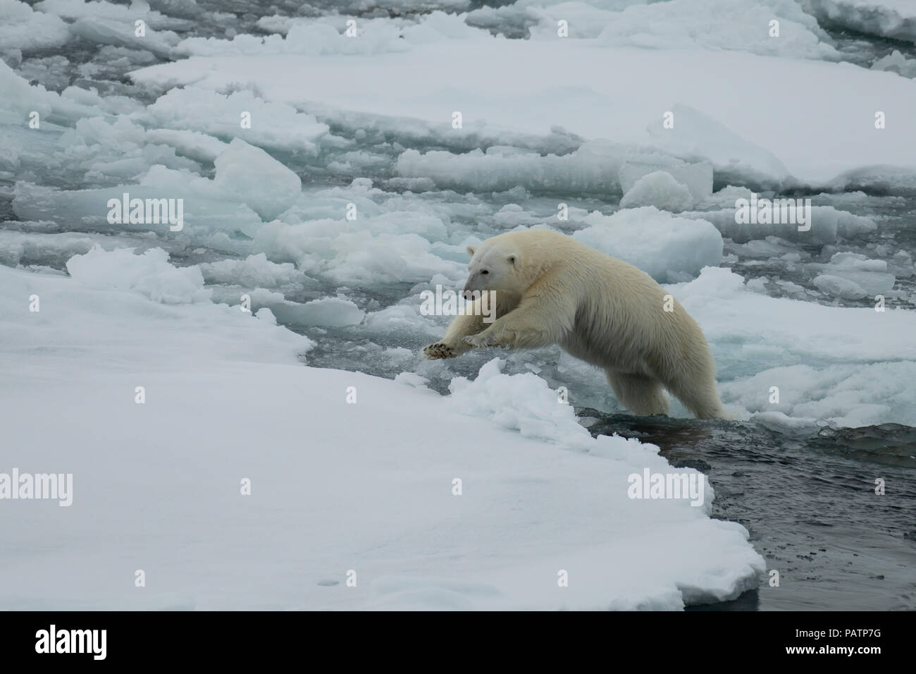 Polar bear walking in an arctic. Stock Photo