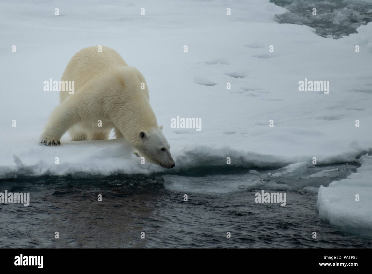 Polar bear walking in an arctic. Stock Photo