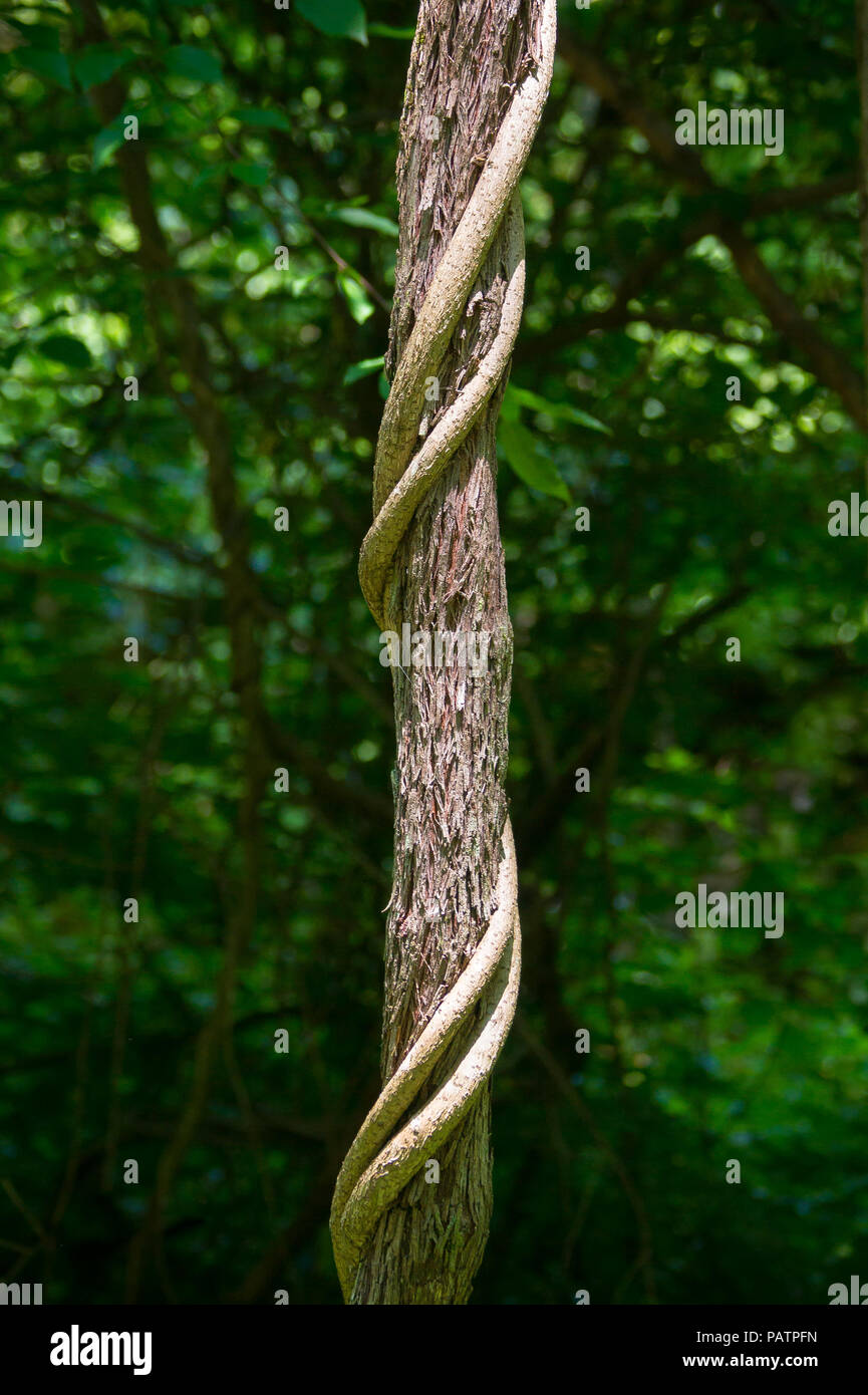 Snake like vines growing and wrapping around a a tree trunk in a lush forest - Great falls National Park - Virginia Stock Photo