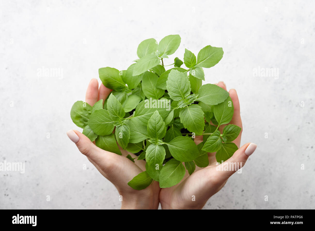 Countertop Herb Garden Stock Photos Countertop Herb Garden Stock