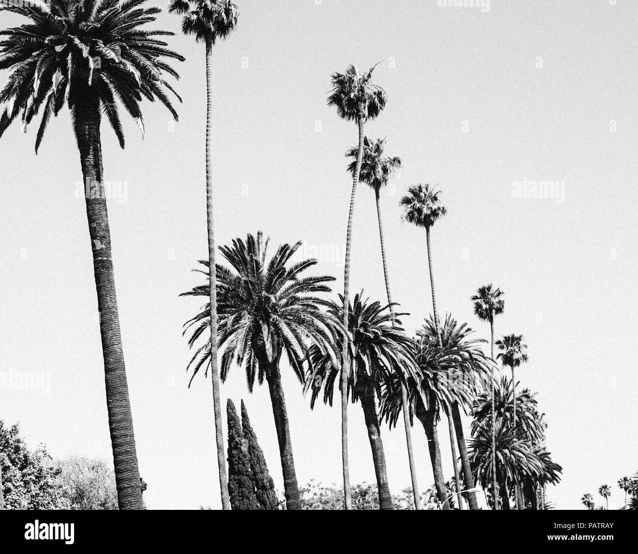 Iconic palm trees Stock Photo