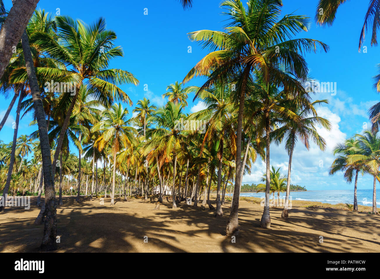 palm grove on the shore of the ocean on blue sky background. Dominican Republic Stock Photo