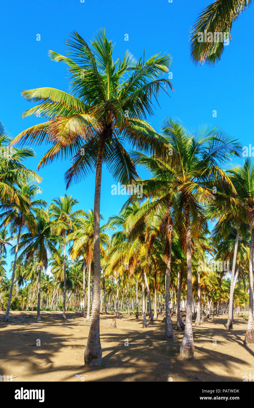 a lot of palm trees, tropical landscape. Dominican Republic Stock Photo