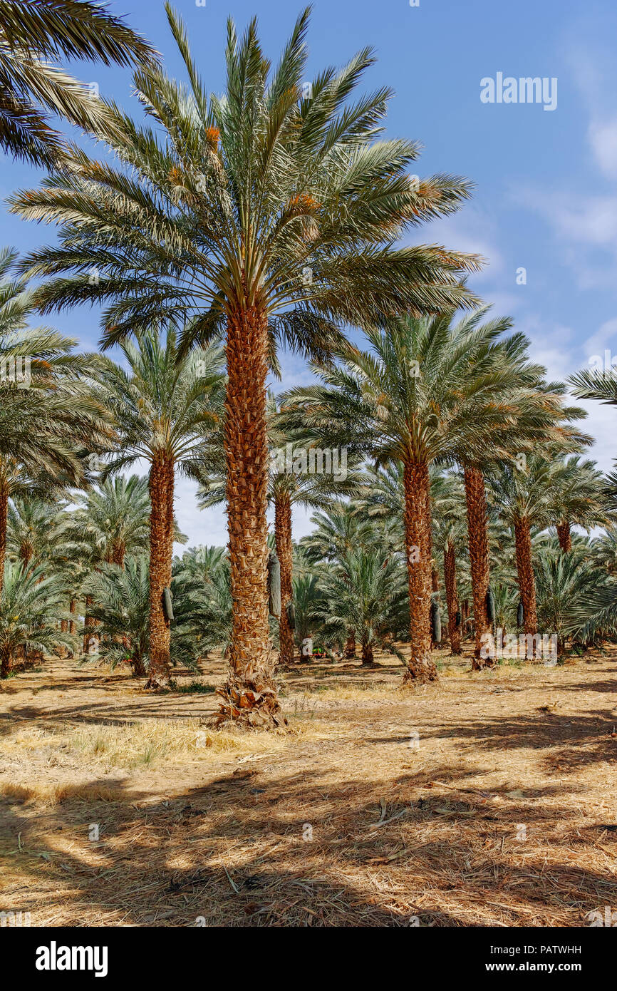 Phoenix Palm Tree: The National Tree of Saudi Arabia