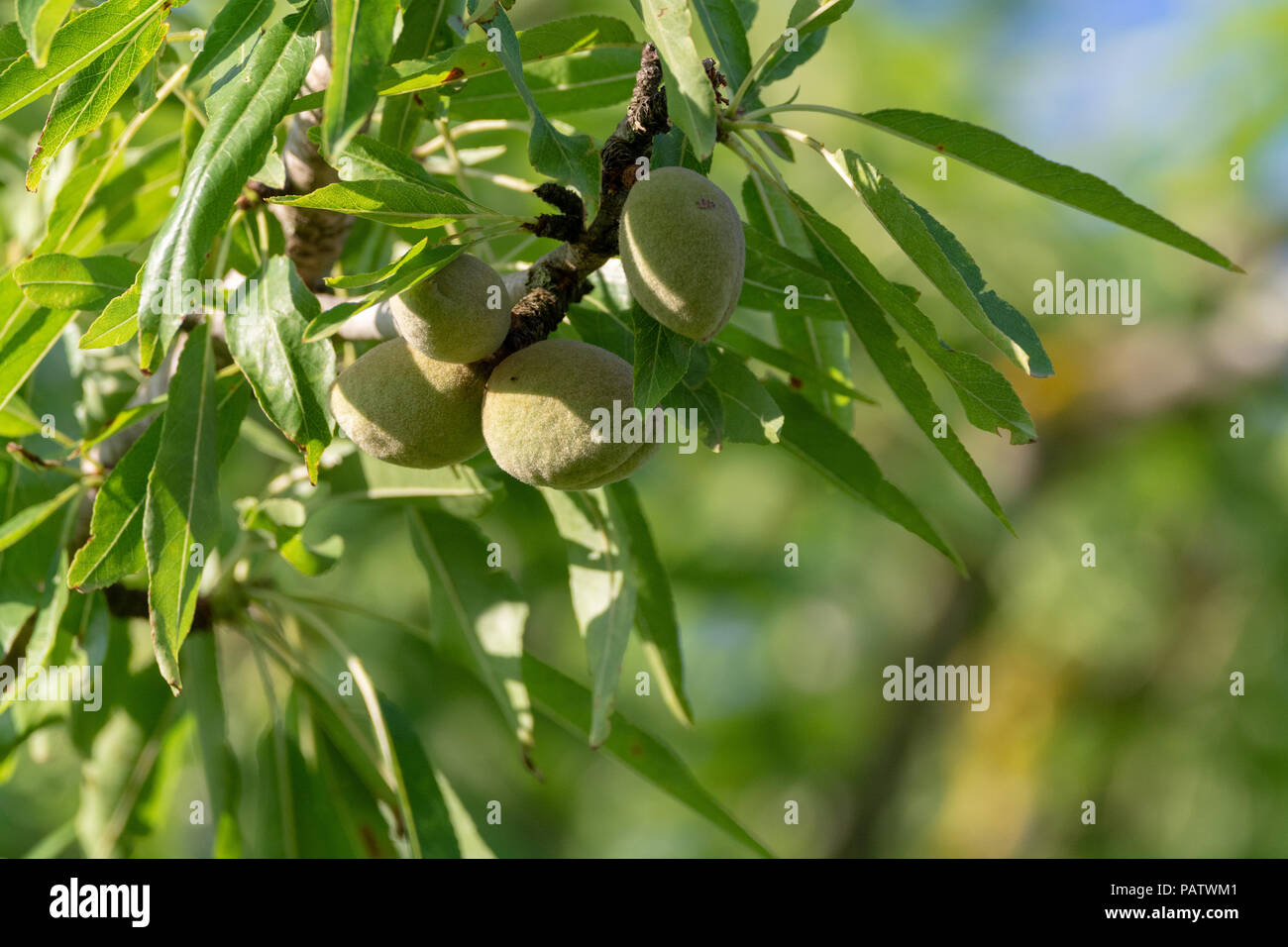 Green young almonds nuts growing on almond tree Stock Photo Alamy