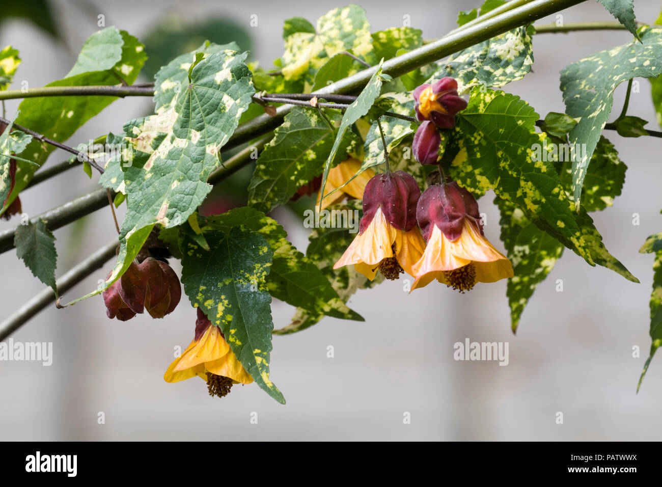 Red and yellow pendant bell flowers and yellow mottle foliage of the frost tender wall shrub Abutilon x milleri 'Variegatum' Stock Photo