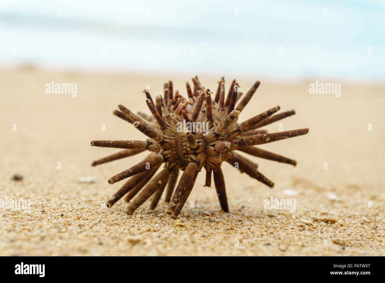 dry French Sea Urchin Specimen on the sand close-up Stock Photo
