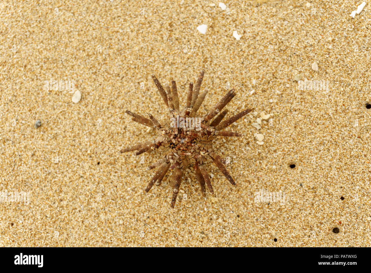 dry French Sea Urchin Specimen on the sand close-up Stock Photo - Alamy