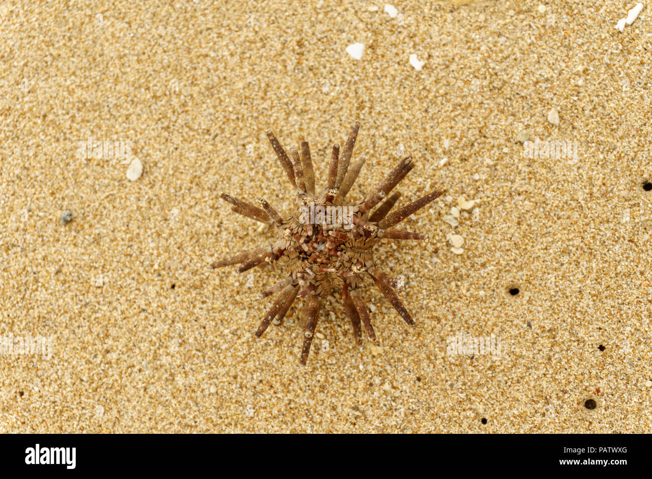 dry French Sea Urchin Specimen on the sand close-up Stock Photo