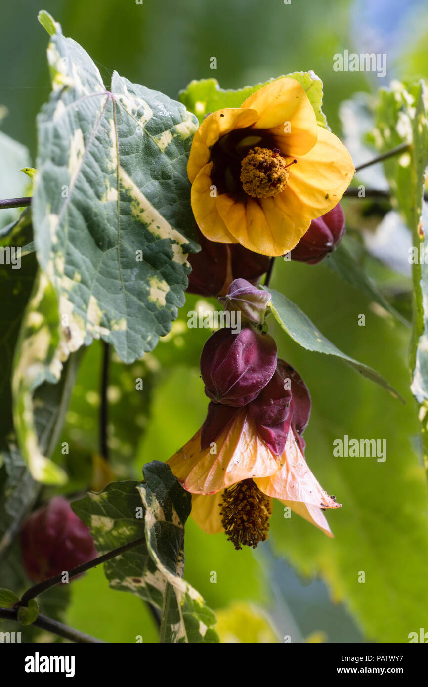 Red and yellow pendant bell flowers and yellow mottle foliage of the frost tender wall shrub Abutilon x milleri 'Variegatum' Stock Photo
