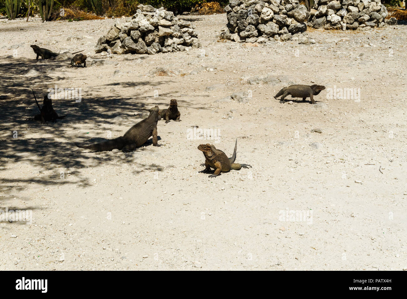 group of grey wild iguanas in the wild Stock Photo