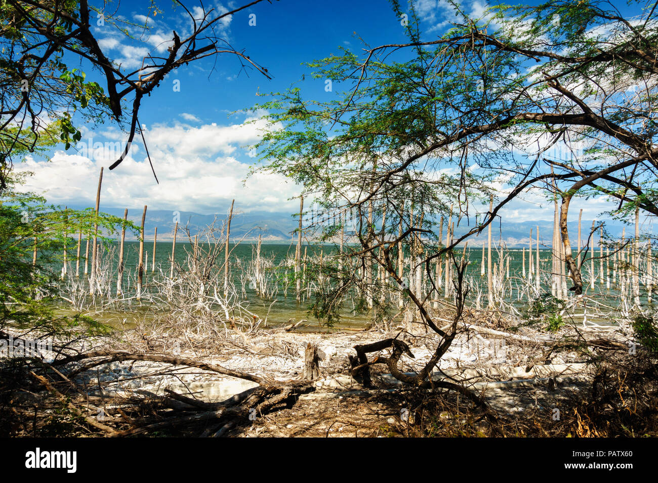 salt lake, the trunks of the trees without leaves in the water, Lake Enriquillo, Dominican Republic Stock Photo