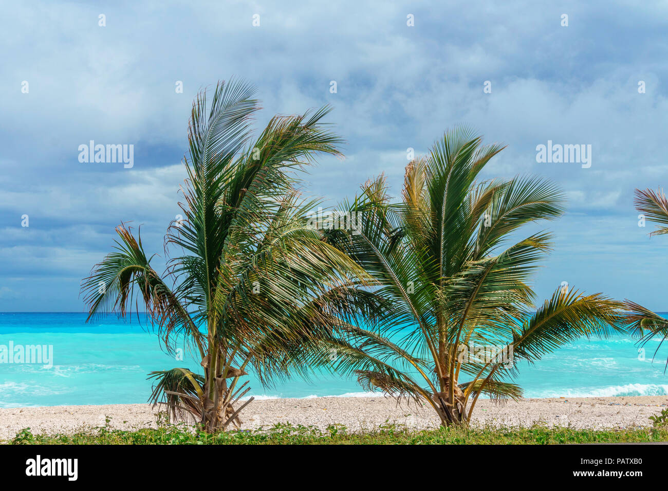 two small green palm trees against the azure Caribbean sea, Dominican Republic. Natural tropical background Stock Photo