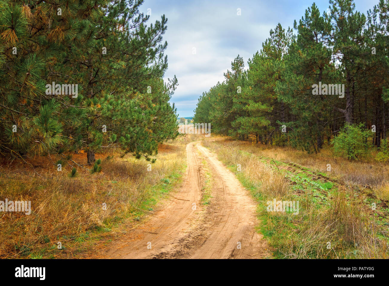 dirt road in the coniferous forest and dark blue gray sky. in search of mushrooms Stock Photo