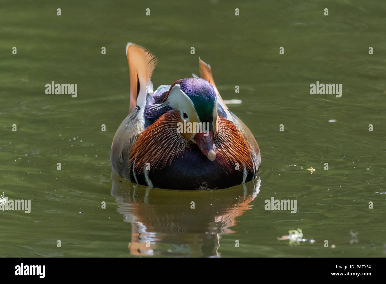 Mandarin duck (Aix galericulata) Stock Photo