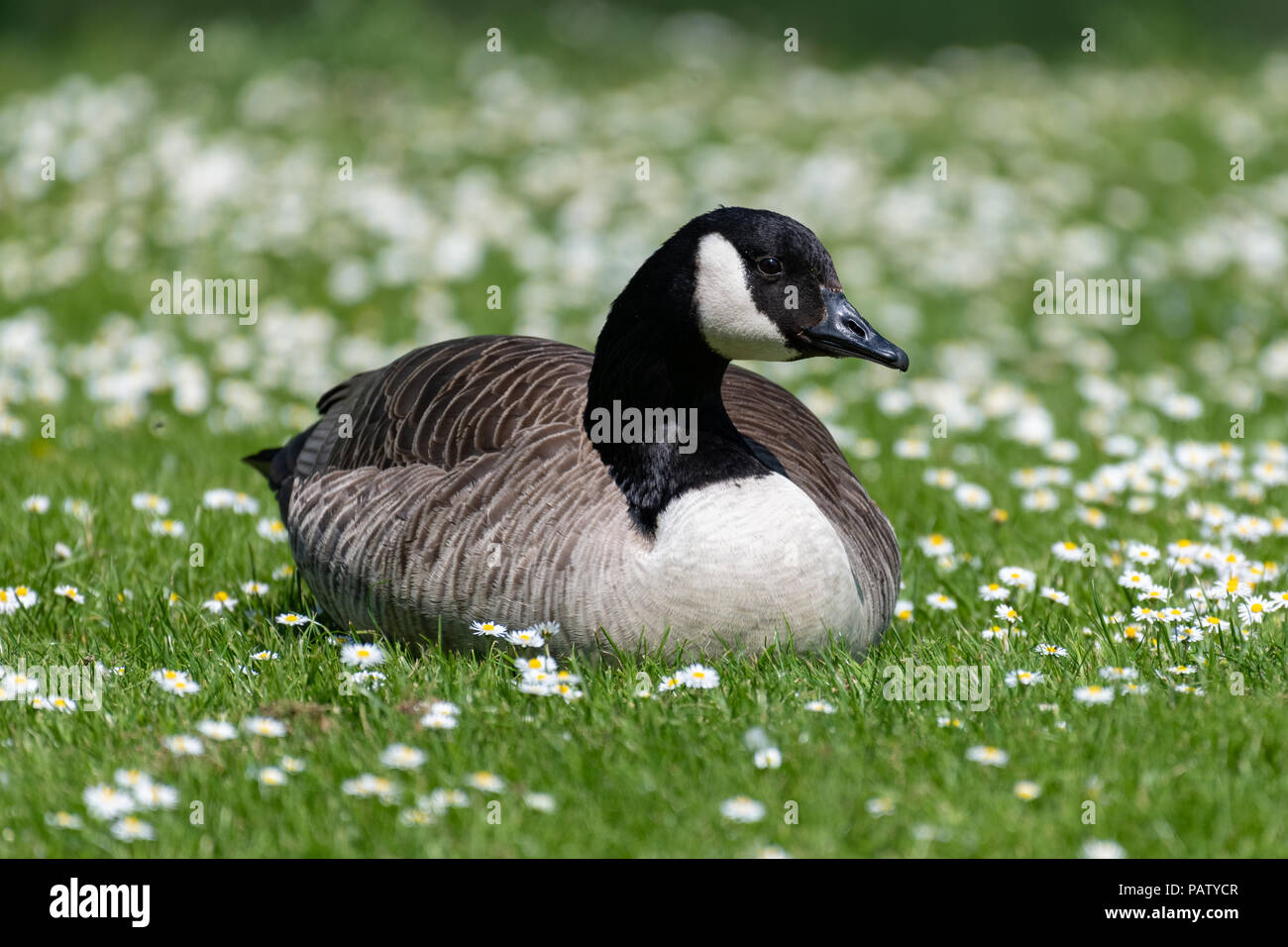 canada goose brandon mb canada goose brandon mb