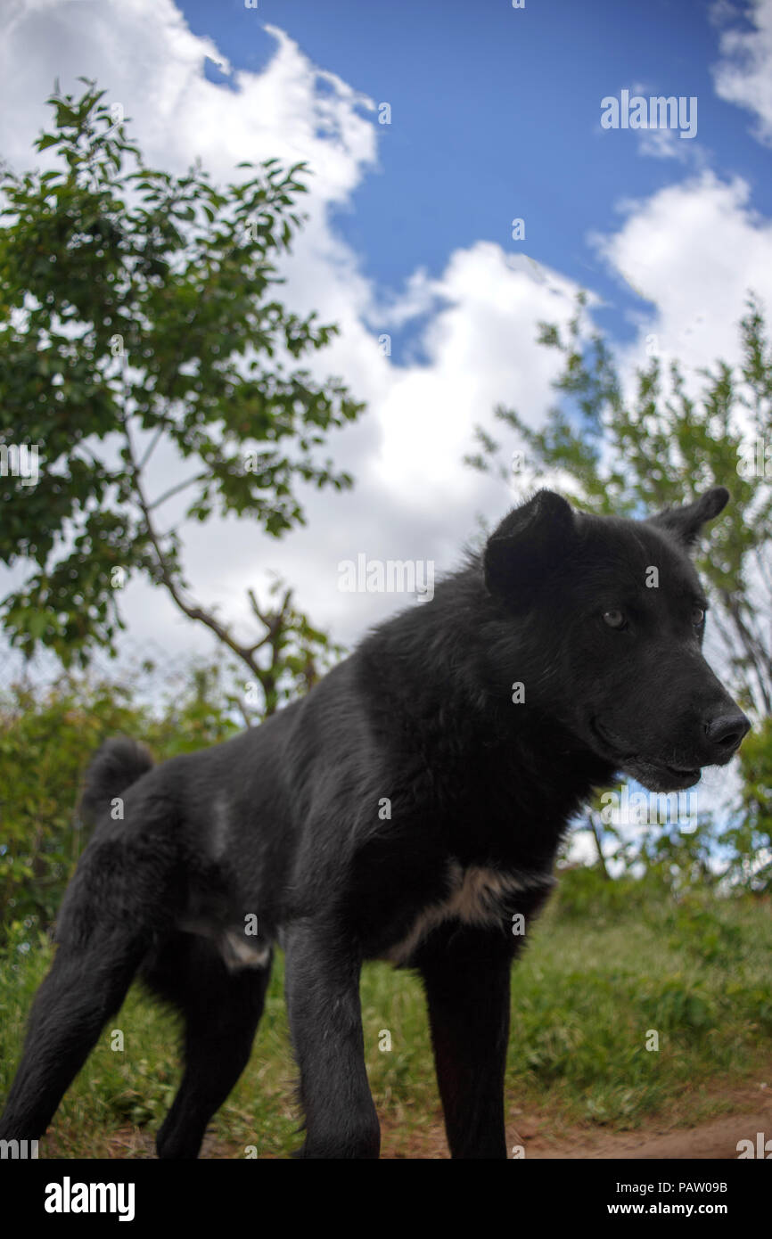 Mongrel Raging Black mongrel hi-res stock photography and images - Alamy