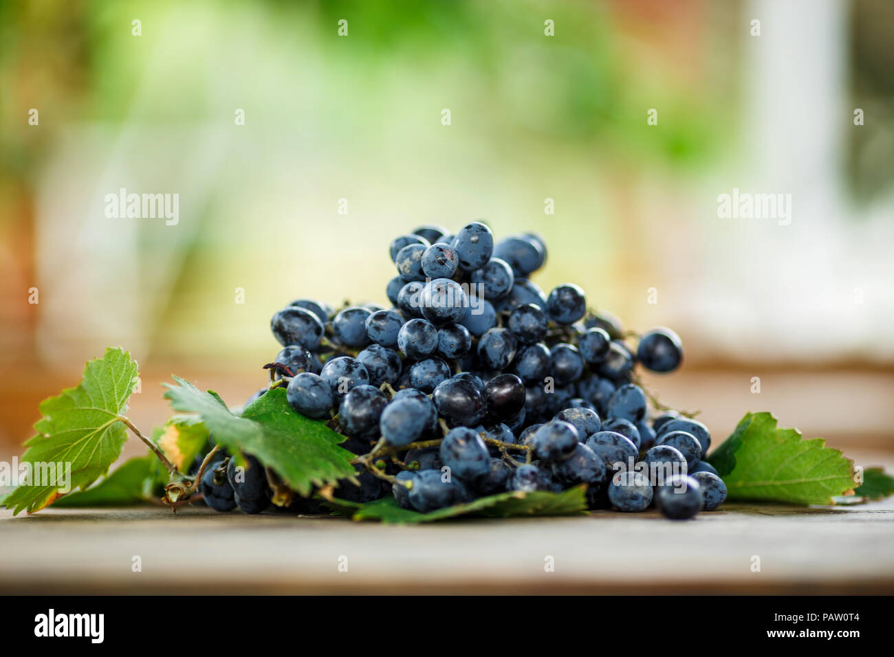 ripe juicy bunch of dark blue grapes with leaves on blured backround Stock Photo