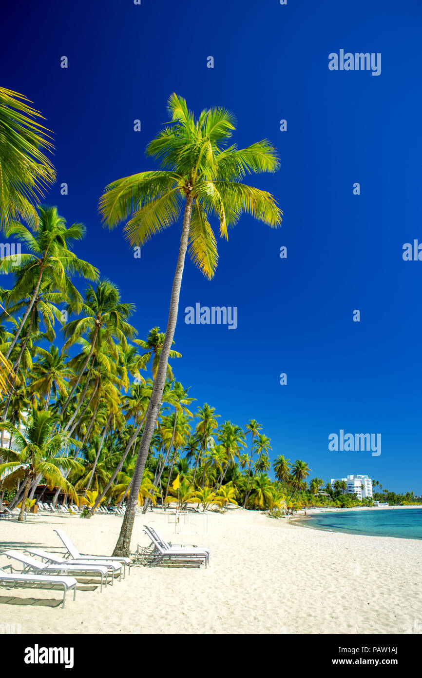 empty beautiful Caribbean beach with white sand and high palm trees. Dominican Republic Stock Photo